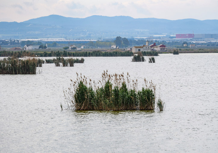 L’Albufera de València. Foto: Bruno Duran.